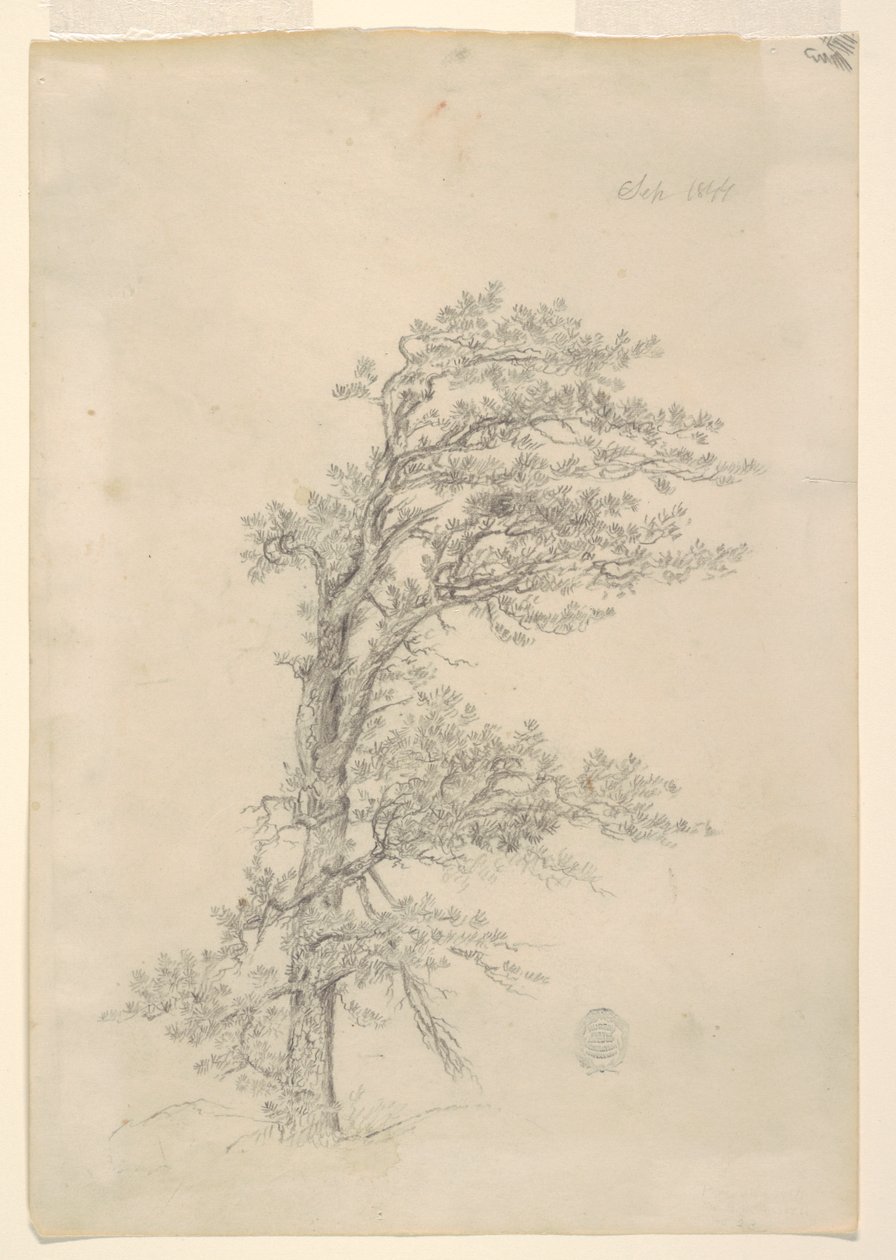 En Pitch Pine av Frederic Edwin Church