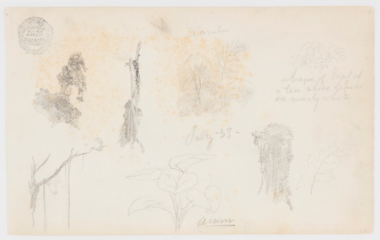 Botaniska skisser från Colombia: bambuträd, stammar och detaljer av Frederic Edwin Church