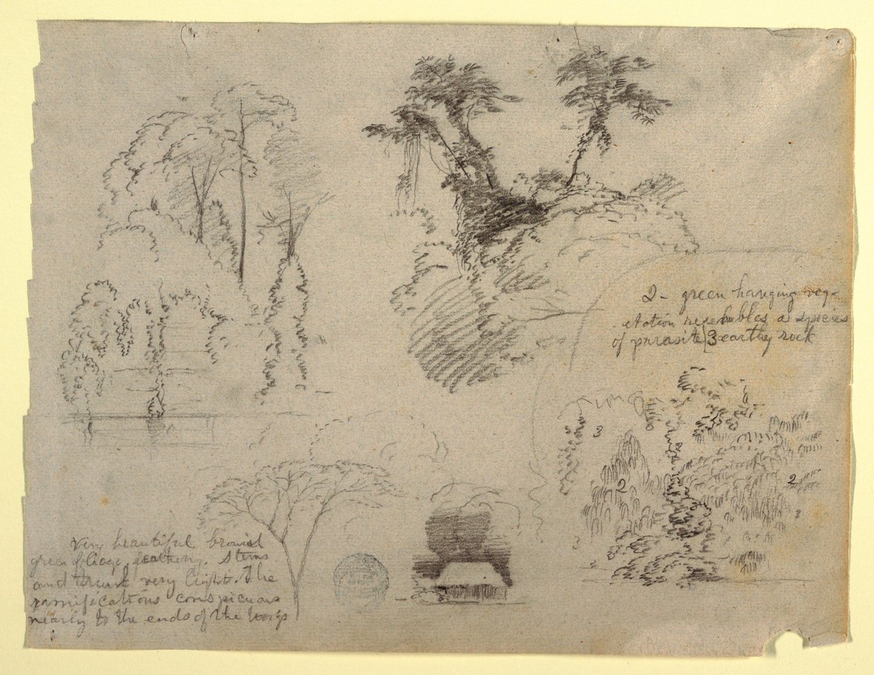 Botaniska studier och ett hus, troligen från Colombia av Frederic Edwin Church