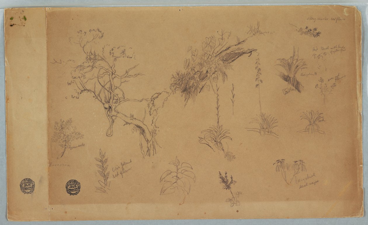 Teckning, En grupp om tretton botaniska studier från Colombia eller Ecuador, 1853 av Frederic Edwin Church