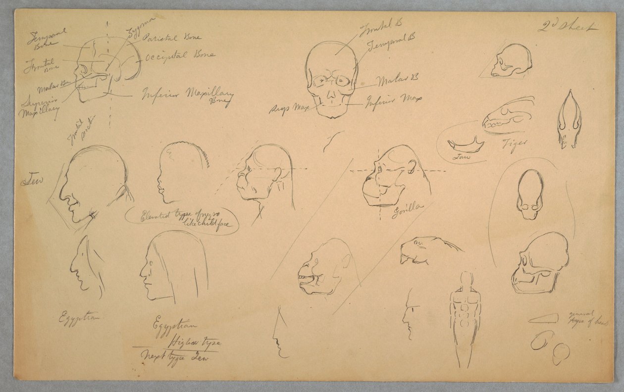 Teckning, Anatomiska studier, 1865-70 av Frederic Edwin Church