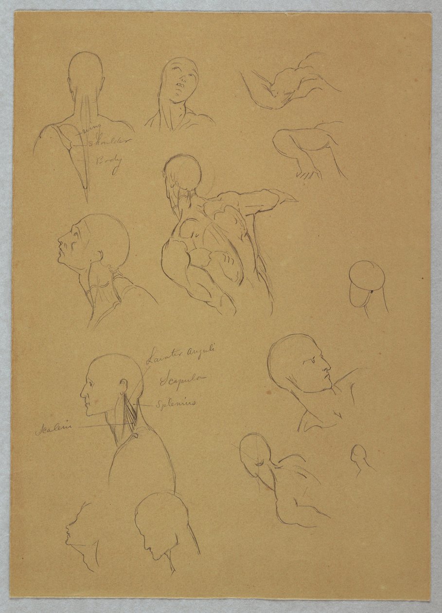 Teckning, Anatomiska studier, 1865-70 av Frederic Edwin Church