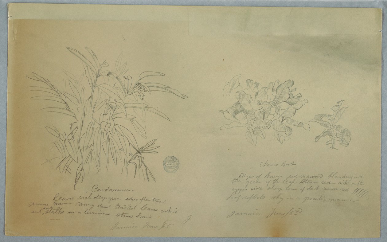 Teckning, studier av arrowroot och cardamum, Jamaica, juni 1865 av Frederic Edwin Church