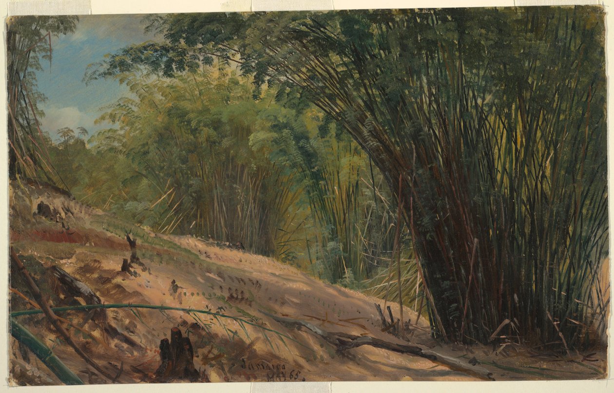 Teckning, Bambulund, Jamaica, 1865 av Frederic Edwin Church