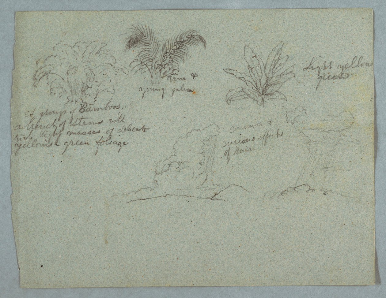 Teckning, Bambu, vinranka och en ung palm, växt, samt två scener med regn som faller från moln över bergskammar, Rio Magdalena, Colombia, 1853, troligen maj av Frederic Edwin Church