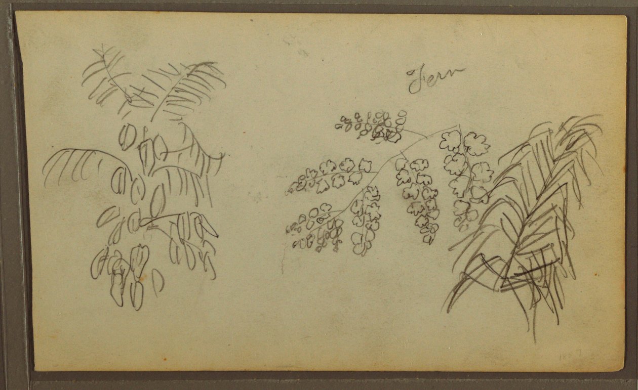 Teckning, Botaniska skisser, 1857 av Frederic Edwin Church