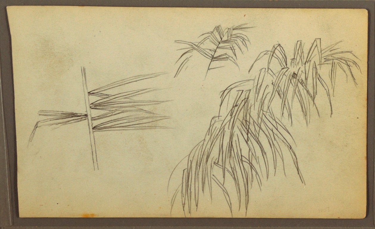 Teckning, Botaniska skisser, 1857 av Frederic Edwin Church