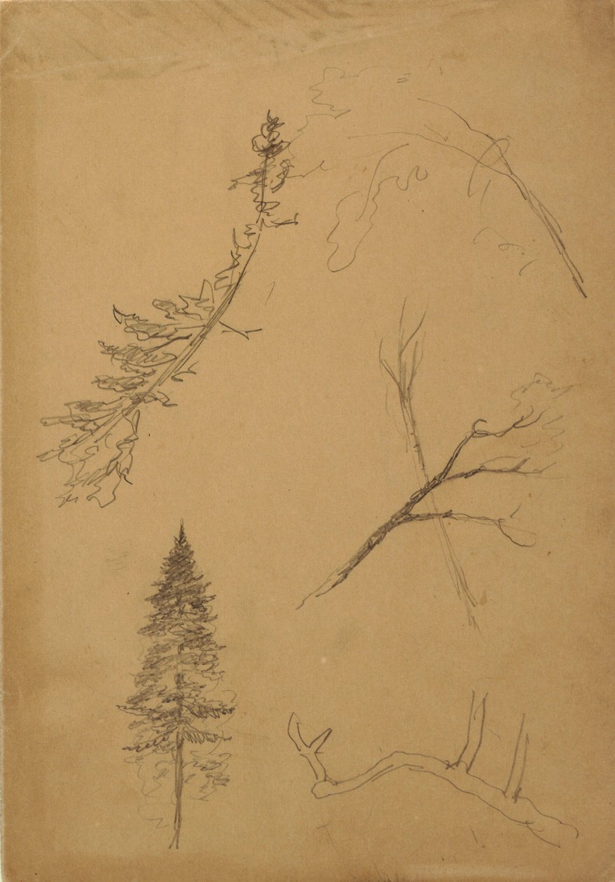 Teckning, Botaniska skisser, 1888 av Frederic Edwin Church