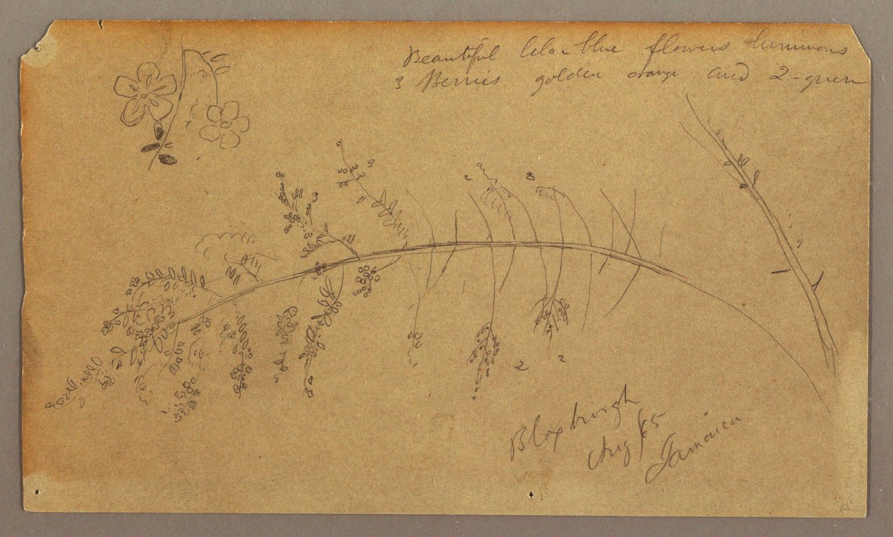 Teckning, Botaniska skisser, augusti 1865 av Frederic Edwin Church