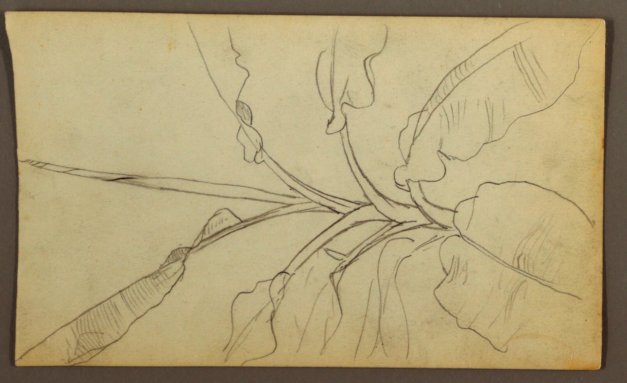 Teckning, Botaniska skisser, Ecuador eller Colombia; Verso: Botaniska skisser, 1857 av Frederic Edwin Church