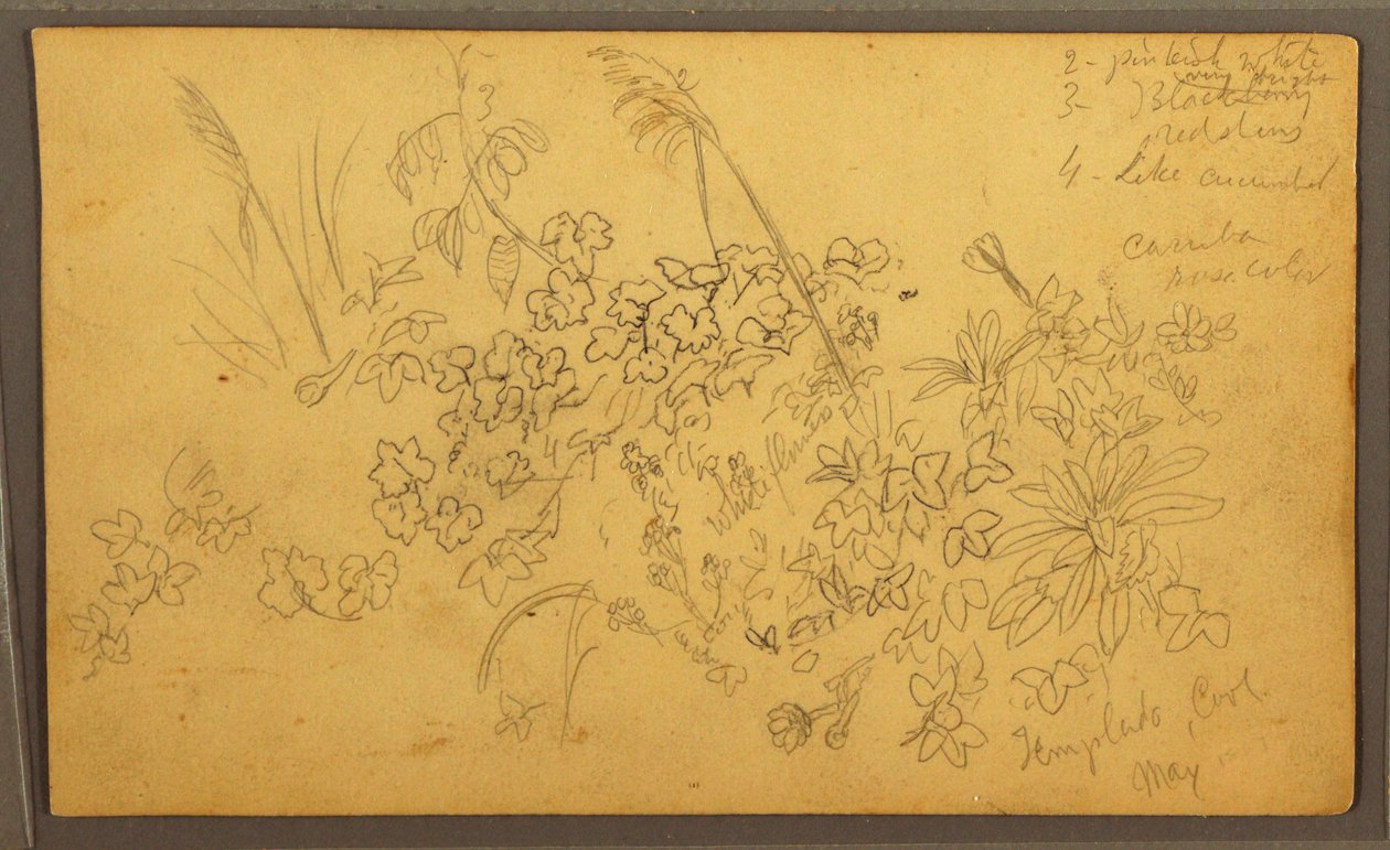 Teckning, Botaniska skisser, maj 1857 av Frederic Edwin Church