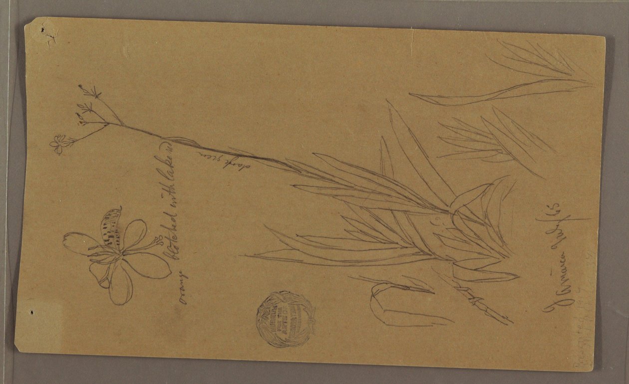 Teckning, Botaniska skisser som visar detaljer av en växt, Jamaica, juli 1865 av Frederic Edwin Church