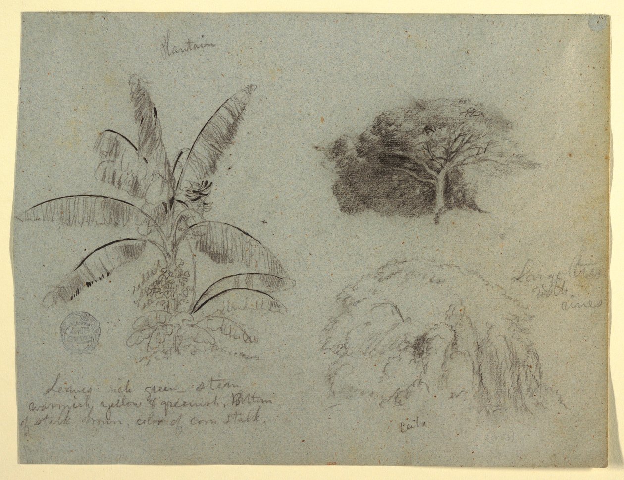 Teckning, Botaniska skisser, Sydamerika, maj 1853  av Frederic Edwin Church