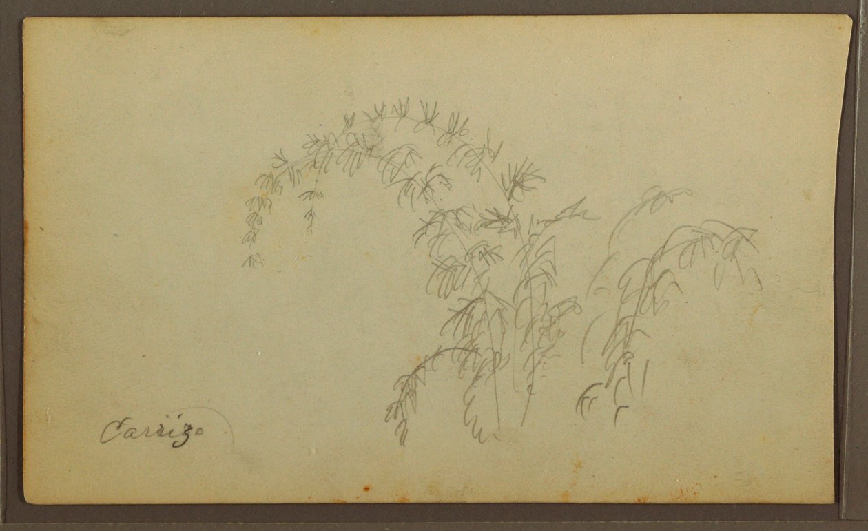 Teckning, Botaniska skisser; Verso: Botaniska skisser, 1857 av Frederic Edwin Church