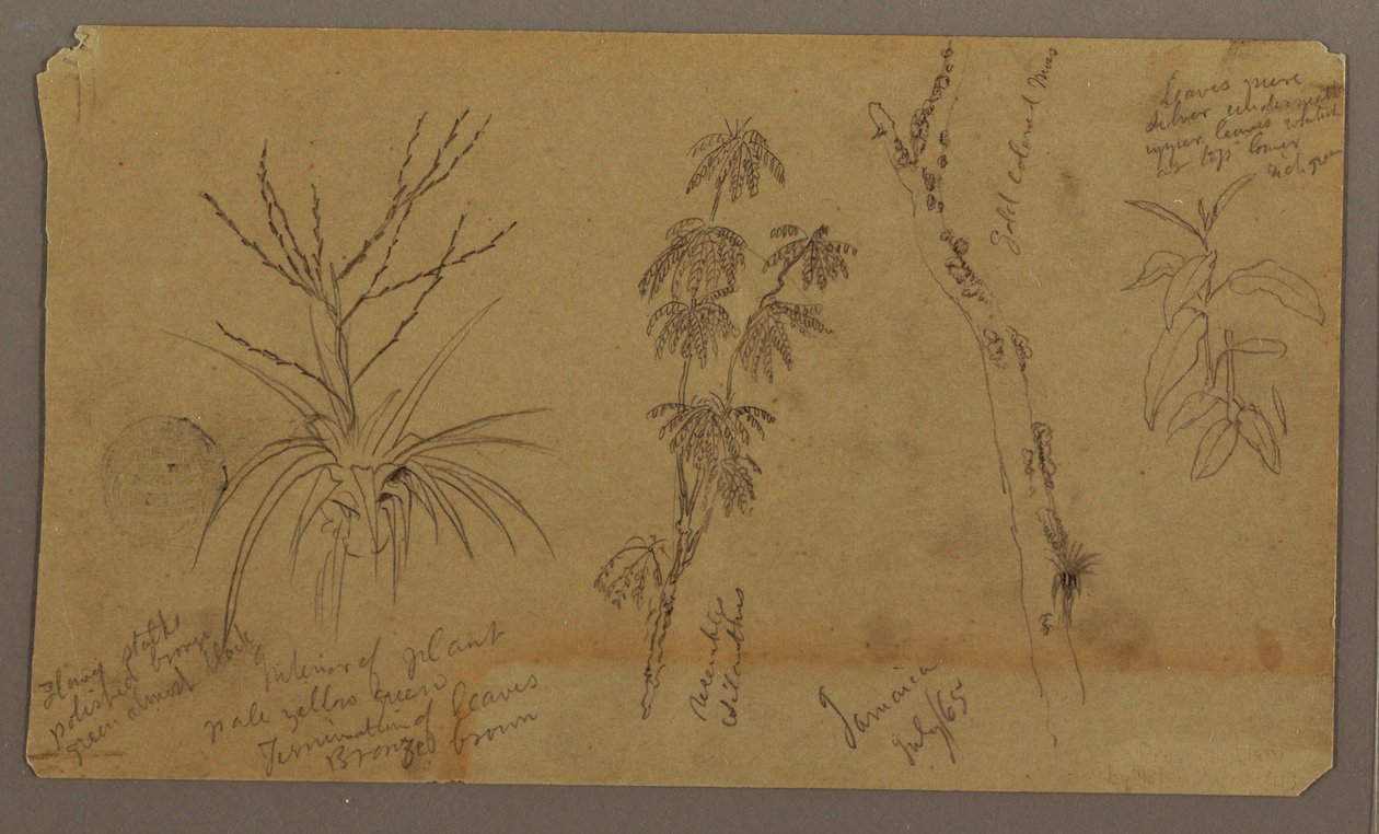 Teckning, Botaniska skisser; Averso: Moln, juli 1865 av Frederic Edwin Church