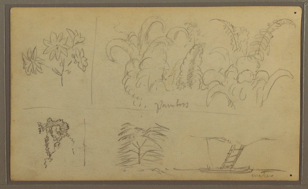 Teckning, Botaniska skisser; Averso: Ödla, palm, 1857 av Frederic Edwin Church