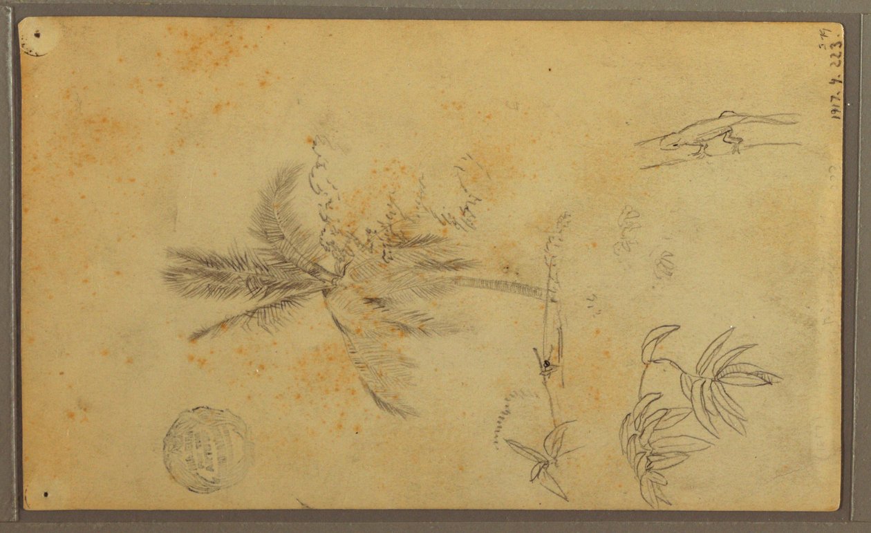 Teckning, Botaniska skisser; Averso: Ödla, palm, 1857 av Frederic Edwin Church