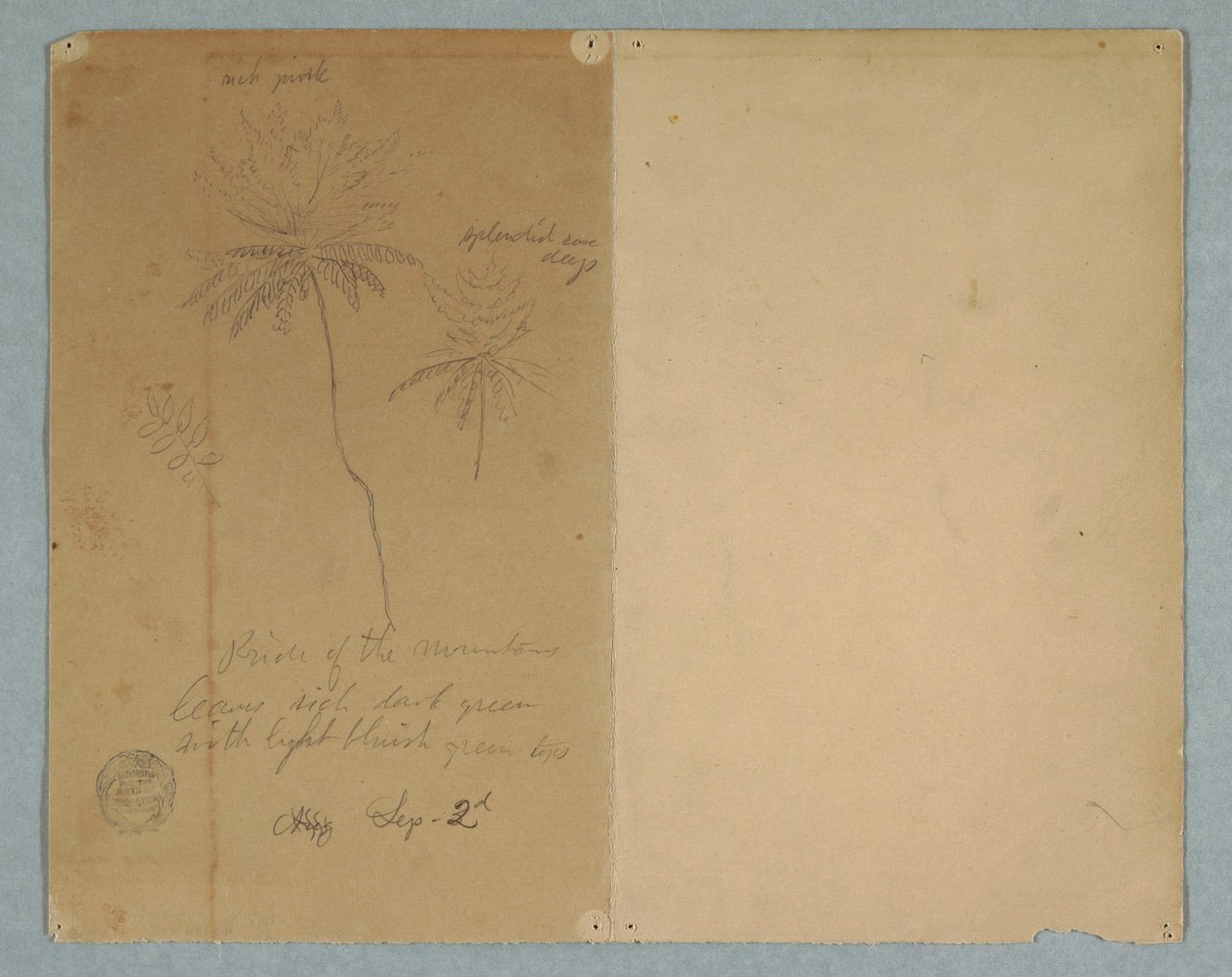 Teckning, Botaniska skisser: en gren, ett träd och en trädtopp, Sydamerika, 2 september 1853 av Frederic Edwin Church