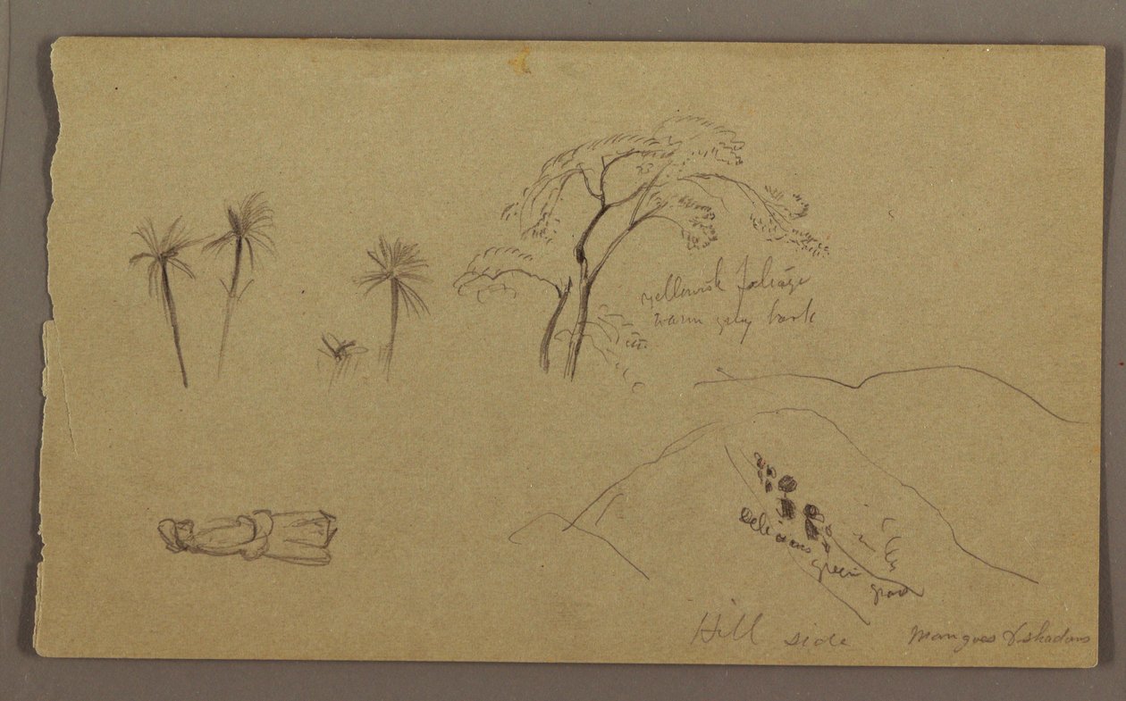 Teckning, Botaniska skisser, figur, maj-augusti 1865 av Frederic Edwin Church