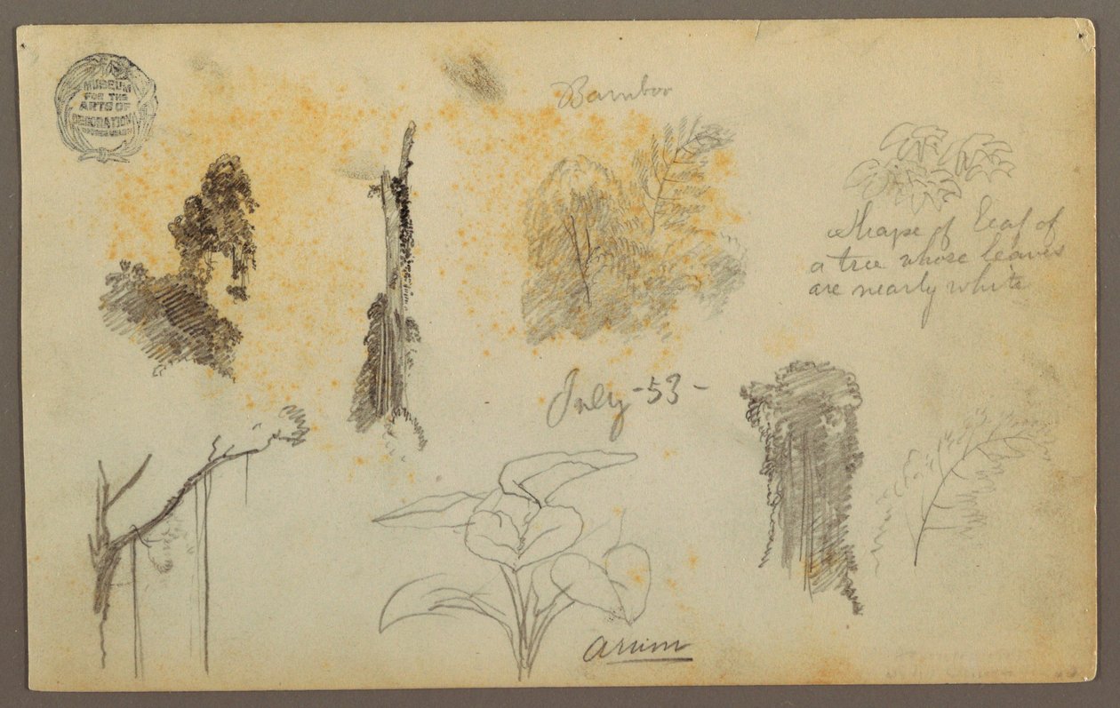 Teckning, Botaniska skisser från Colombia: Bambuträd, stammar och detaljer, juli 1853 av Frederic Edwin Church
