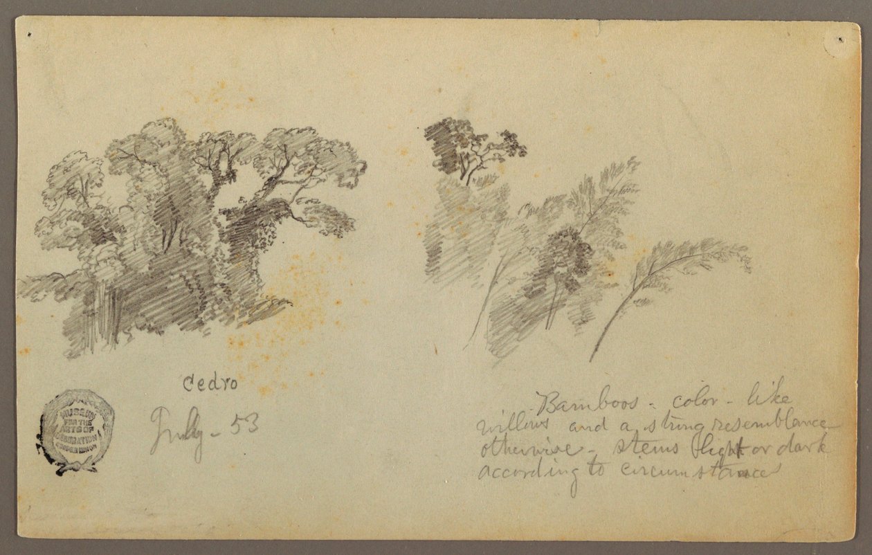 Teckning, Botaniska studier från Columbia, juli 1853 av Frederic Edwin Church