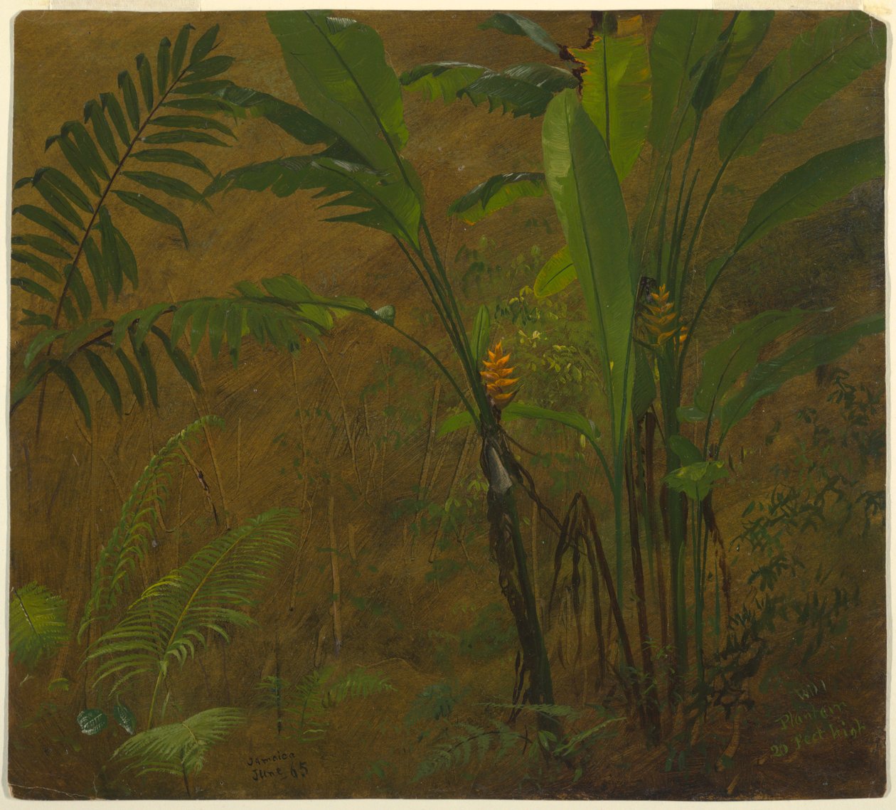 Teckning, Botaniska studier från Jamaica, Västindien, juni 1887 av Frederic Edwin Church