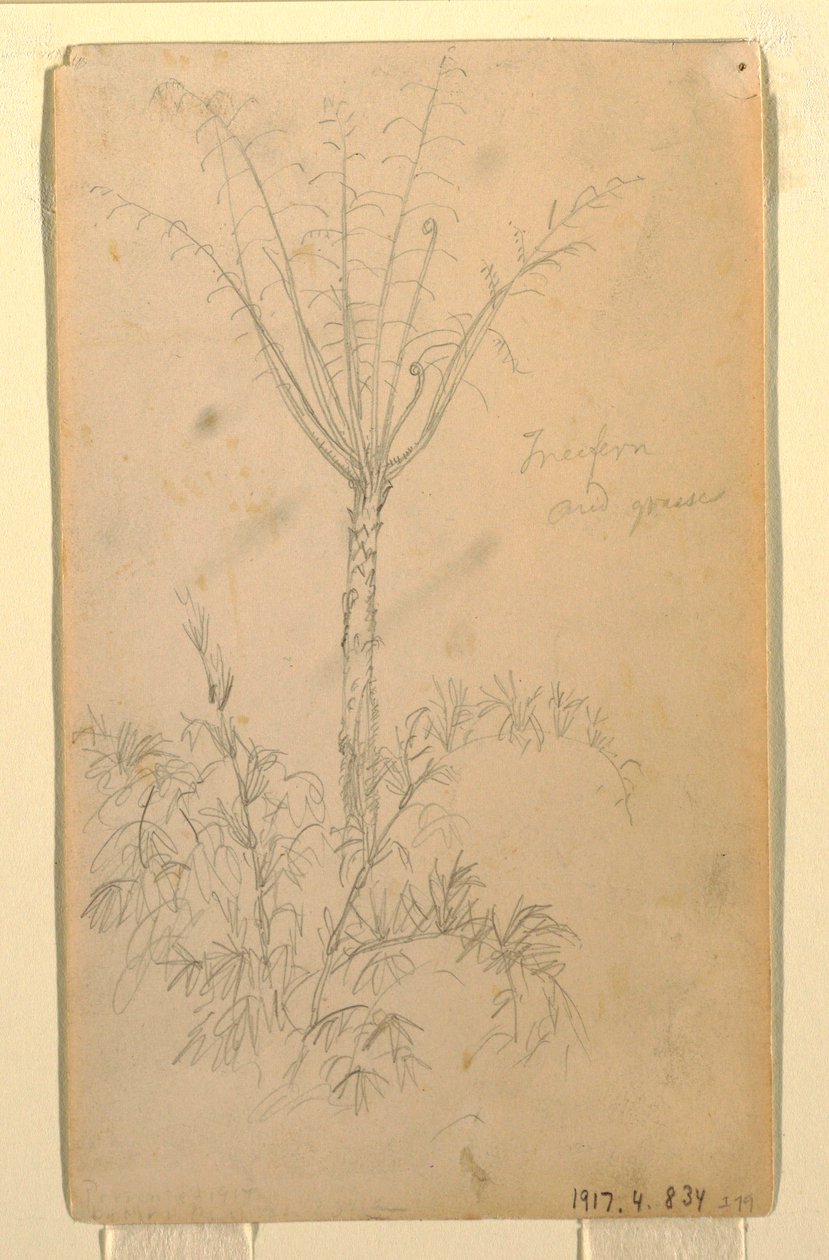 Teckning, Botaniska studier av träd, maj-juni 1857 av Frederic Edwin Church