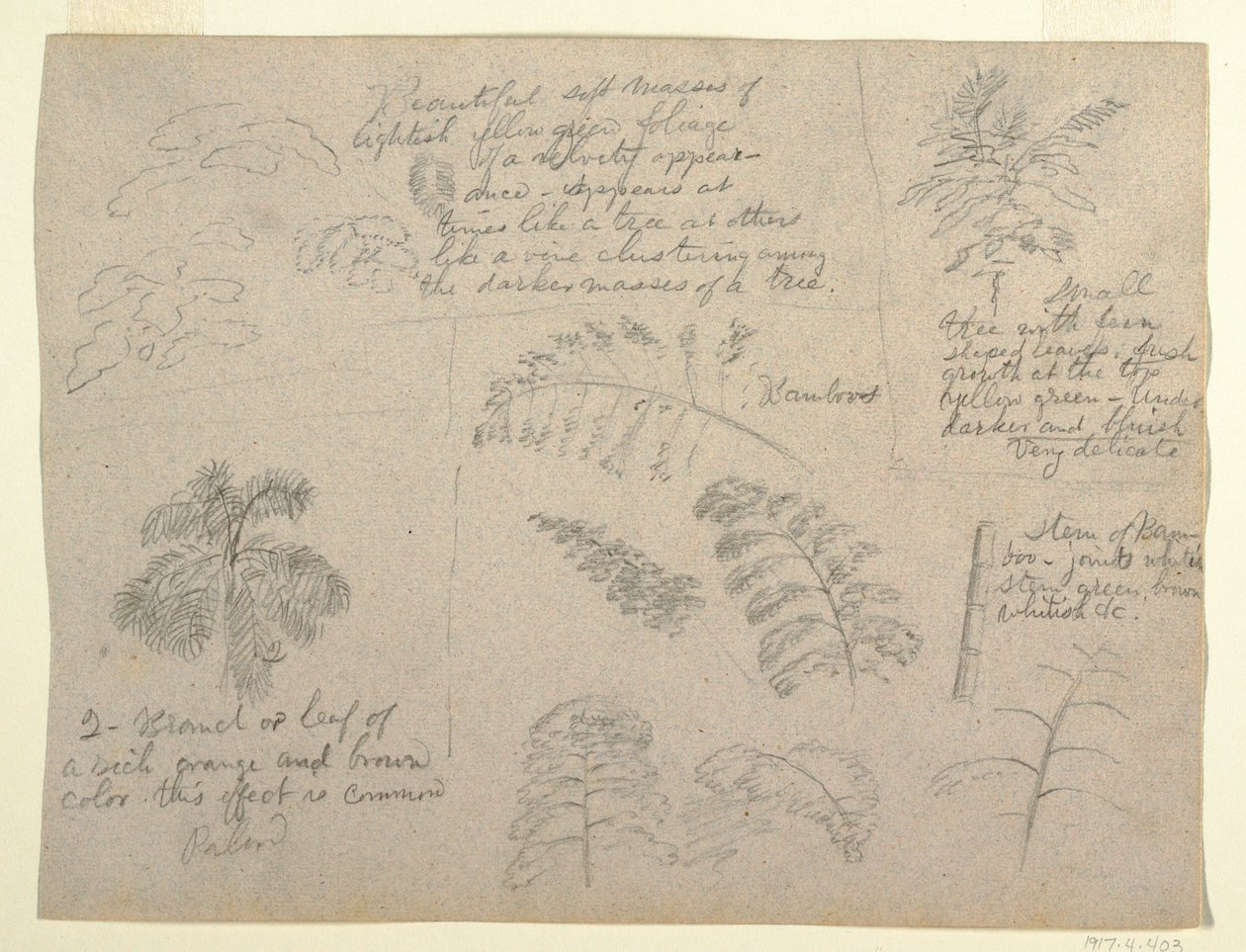 Teckning, Botaniska studier, sett från Rio Magdalena, Colombia, 1853 av Frederic Edwin Church