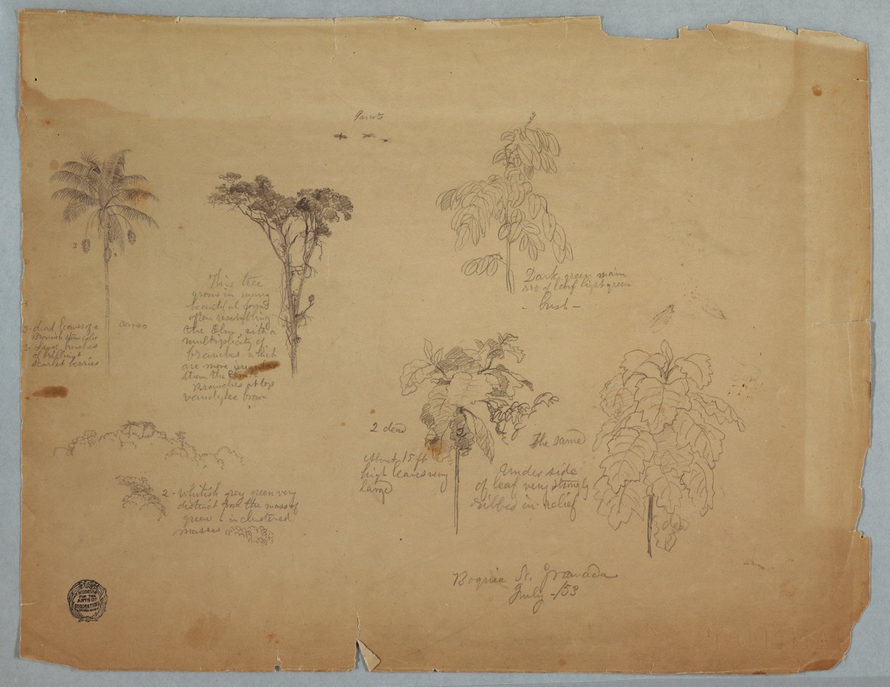 Teckning, Botaniska studier med flygande papegojor, Boquia, Colombia, juli 1853 av Frederic Edwin Church