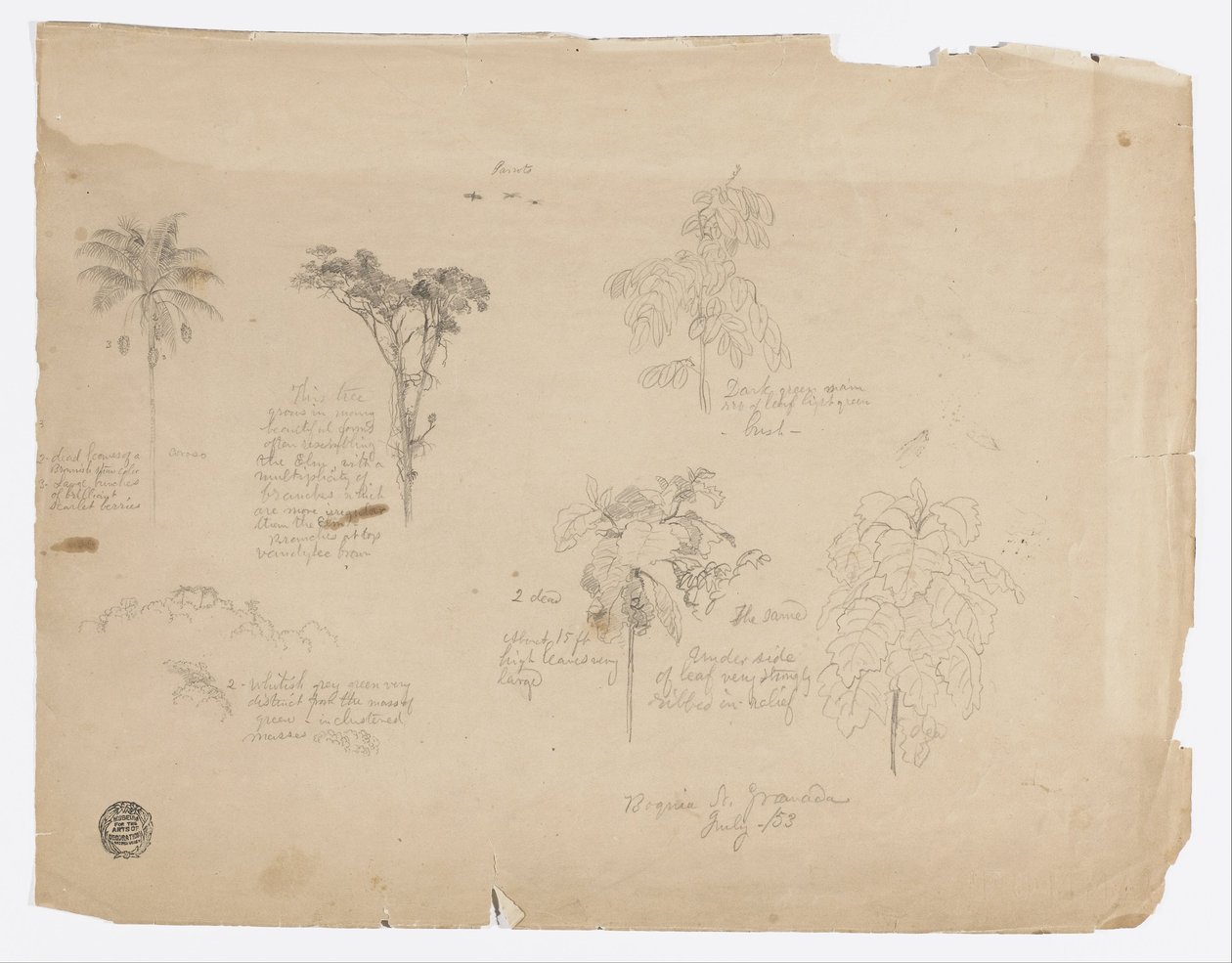 Teckning.  Botaniska skisser från Colombia. av Frederic Edwin Church