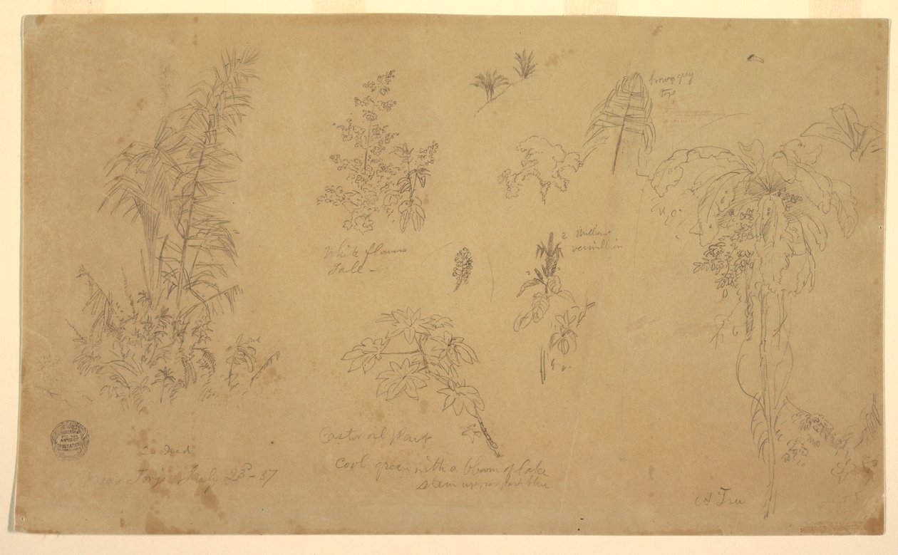 Teckning, Botaniska skisser, "nära Jorje", 23 juli 1857 av Frederic Edwin Church