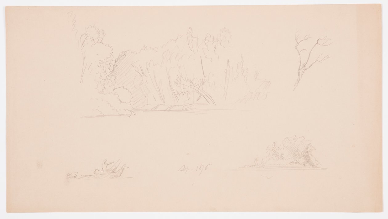 Teckning, Botaniska skisser: träd, träd vid strand, september 1876 av Frederic Edwin Church