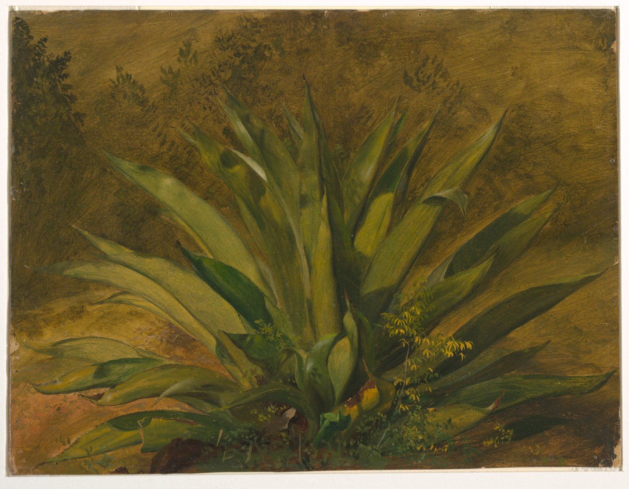 Teckning, Botanisk studie, 1865-66 av Frederic Edwin Church