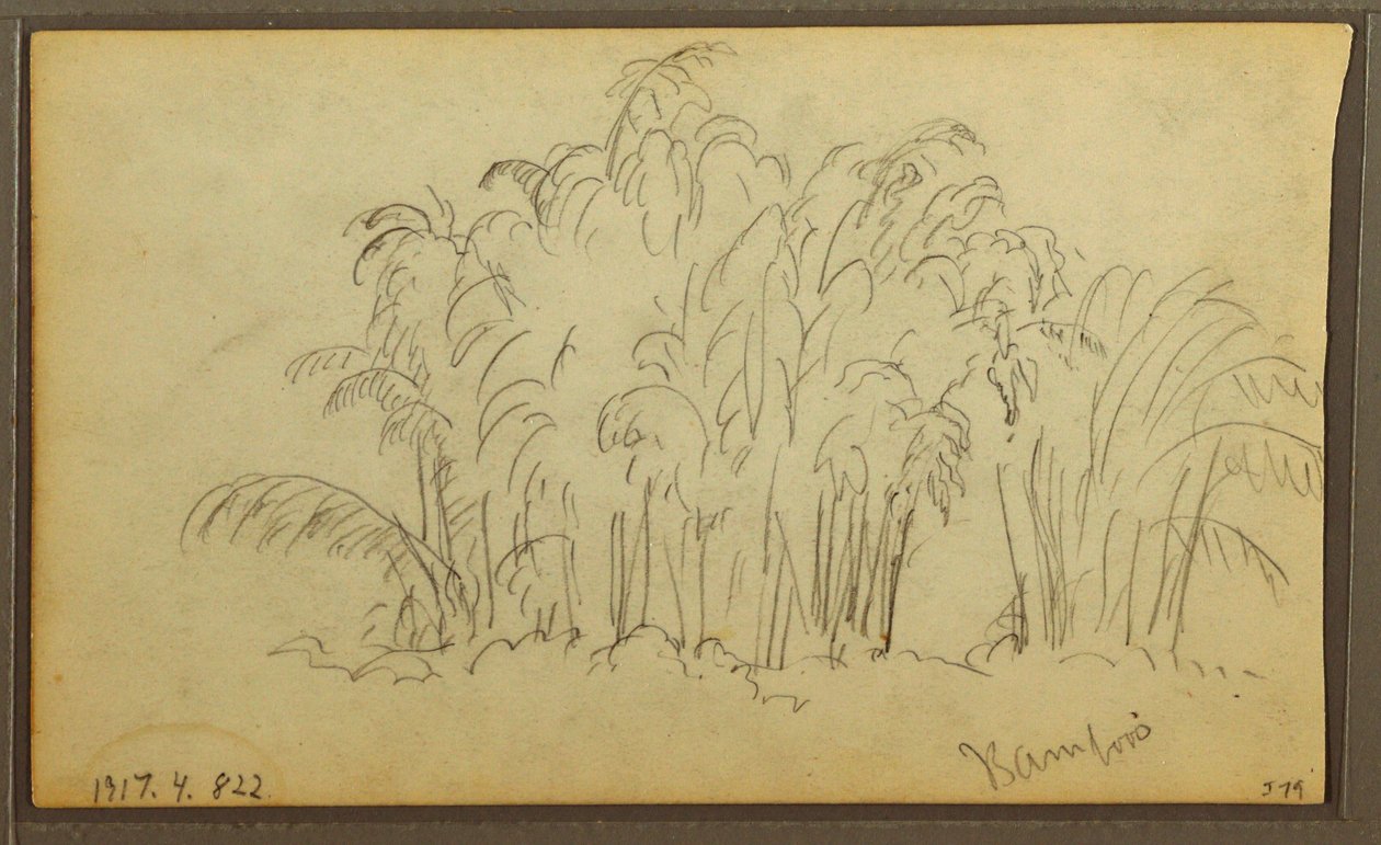 Teckning, Kor i landskap; Averso: Bambu, 1857 av Frederic Edwin Church