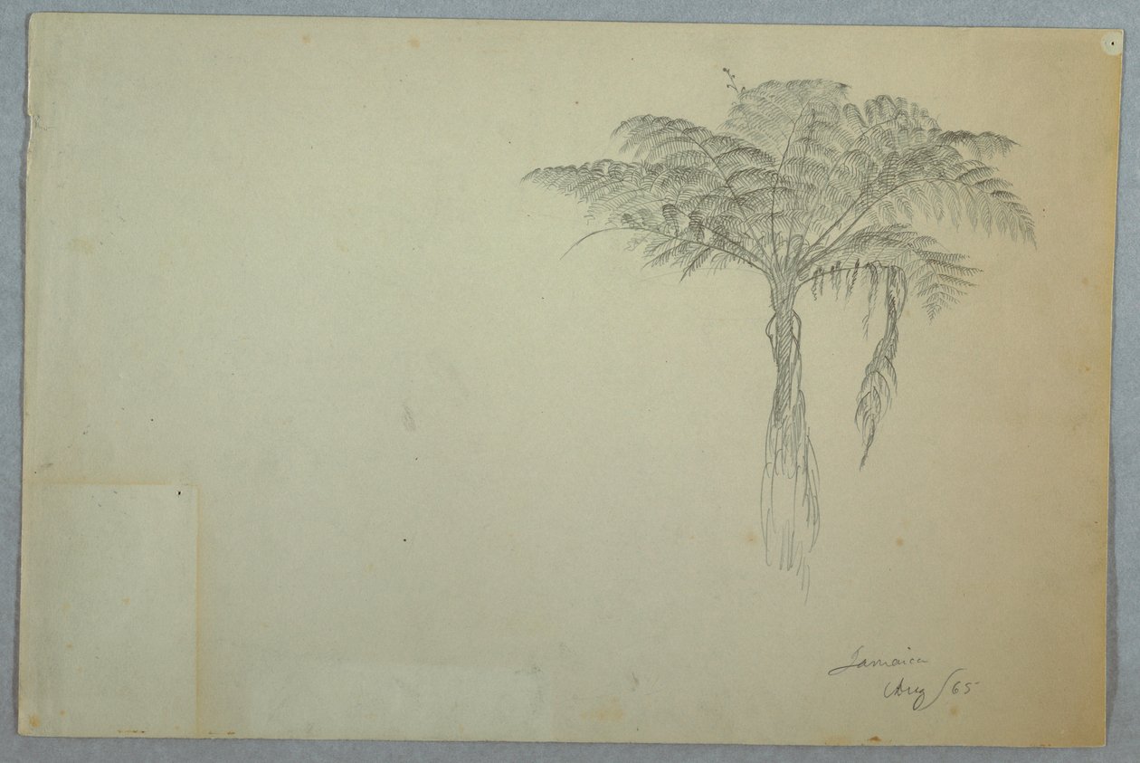 Teckning, studie av ormbunke, Jamaica, augusti 1865 av Frederic Edwin Church