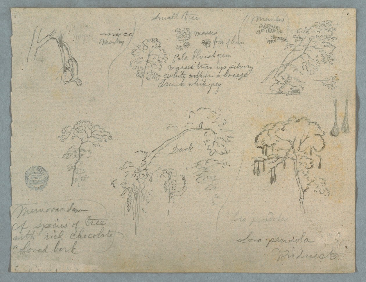 Teckning, Fem botaniska studier med en hängande apa, troligen Colombia, 1853 av Frederic Edwin Church