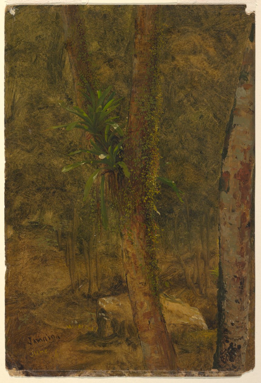 Teckning, Djungelscen, juni 1865 av Frederic Edwin Church