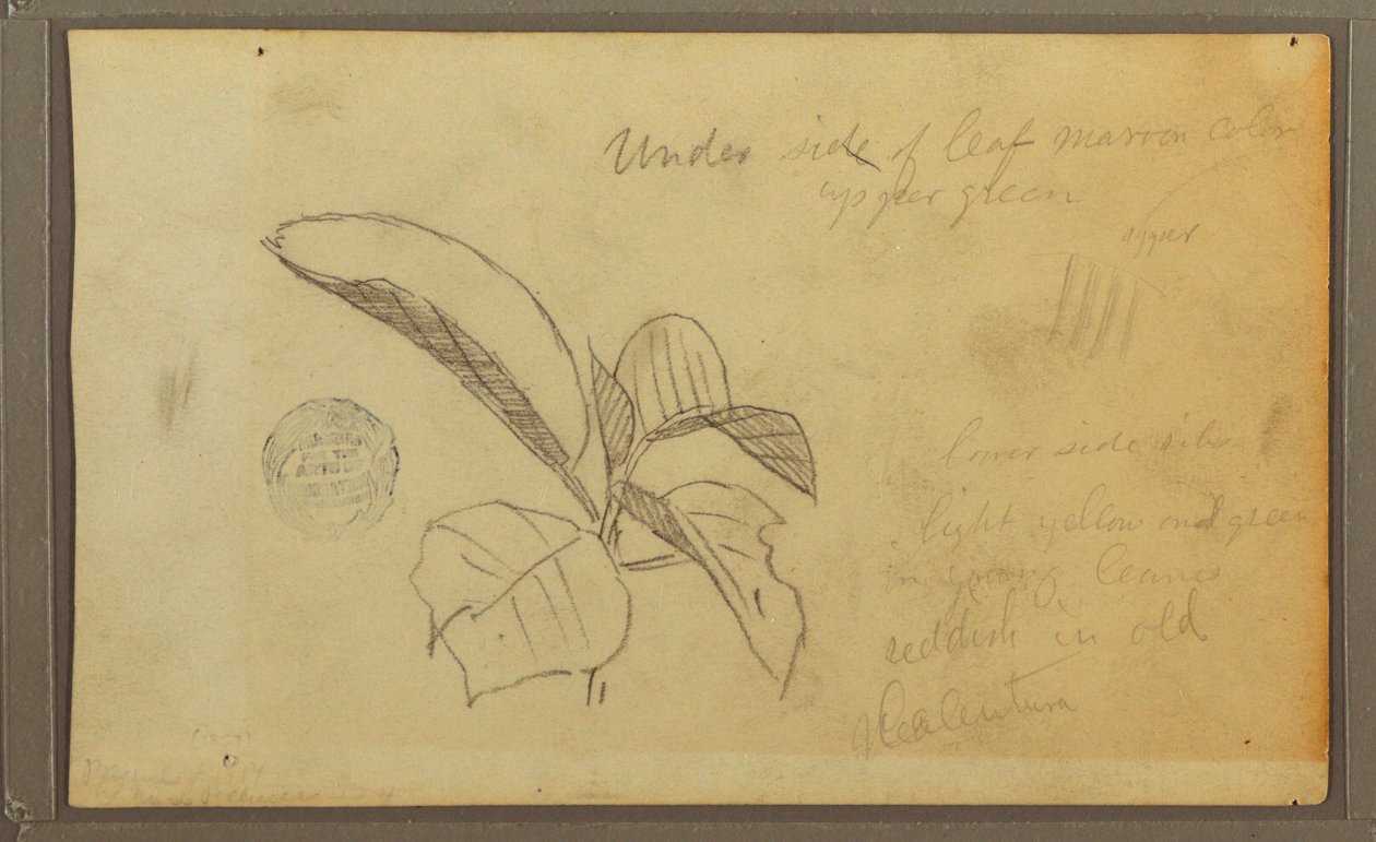 Teckning, Blad, 1857 av Frederic Edwin Church
