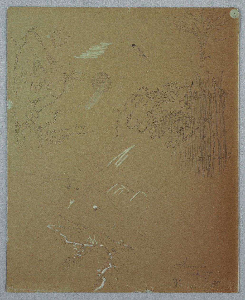 Teckning, Naturstudier, Blue Mountains, Jamaica, juli 1865 av Frederic Edwin Church