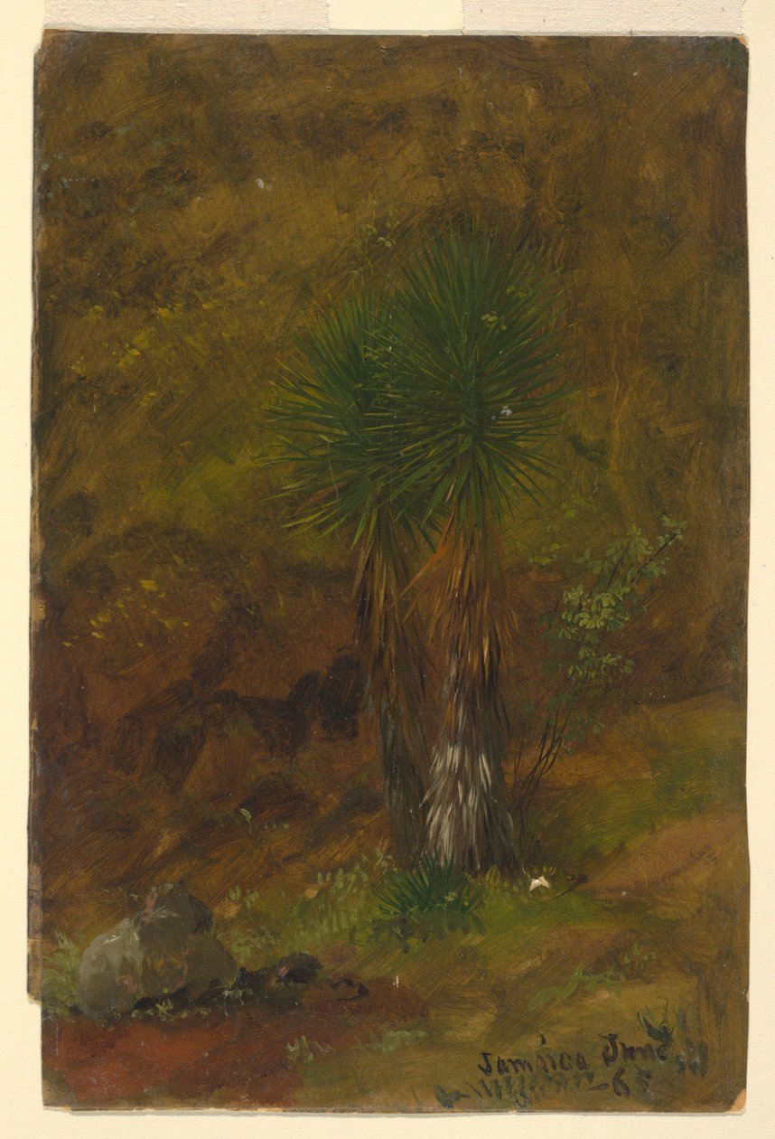 Teckning, Palmer, juli 1865 av Frederic Edwin Church