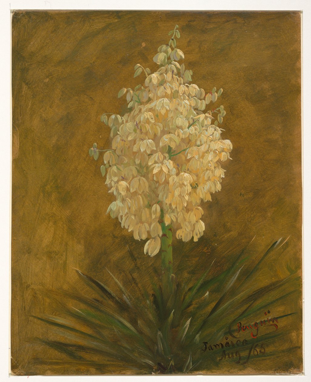 Teckning, blommande växt, augusti 1865 av Frederic Edwin Church