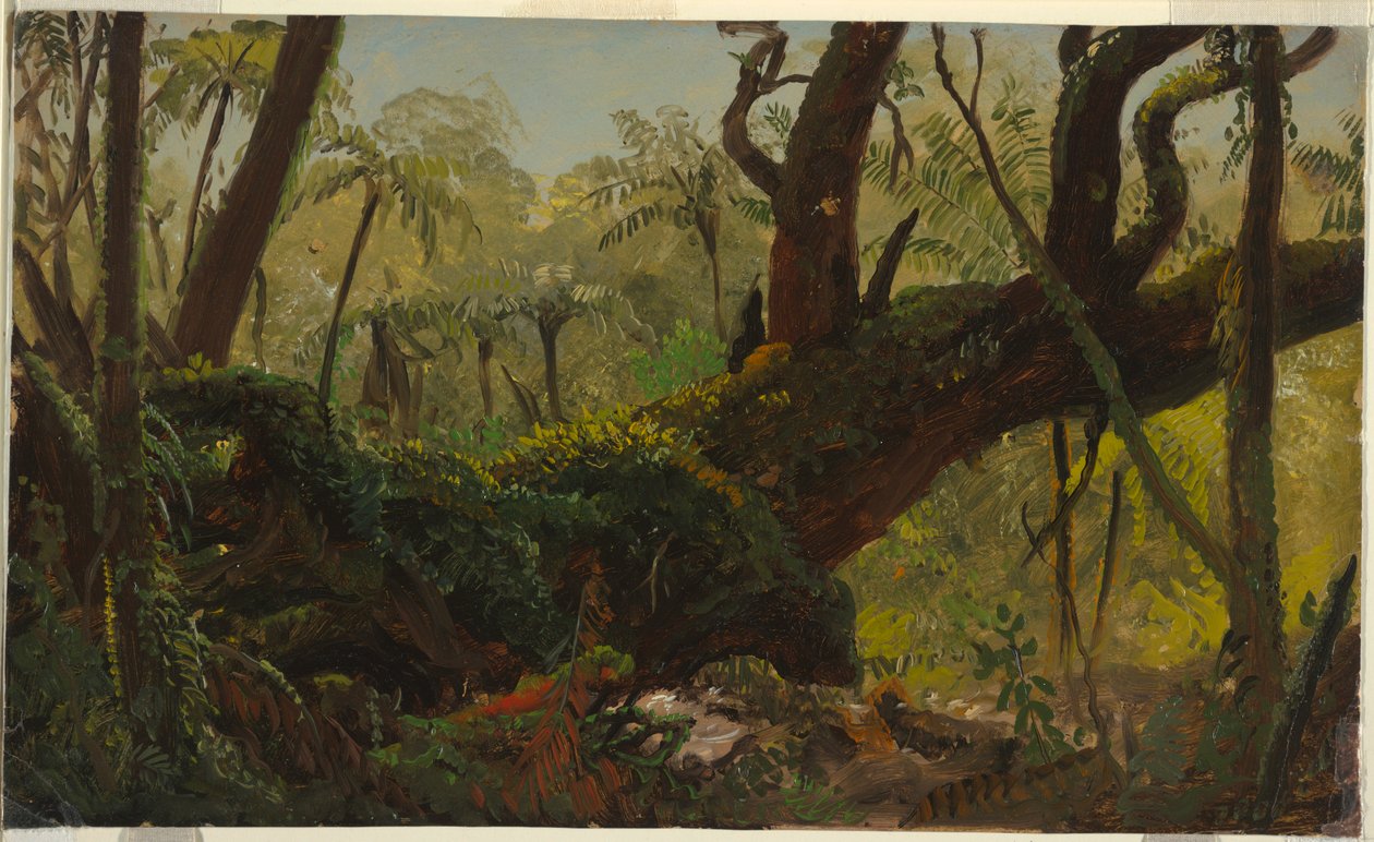 Teckning, regnskog, Jamaica, Västindien, april-augusti 1865 av Frederic Edwin Church