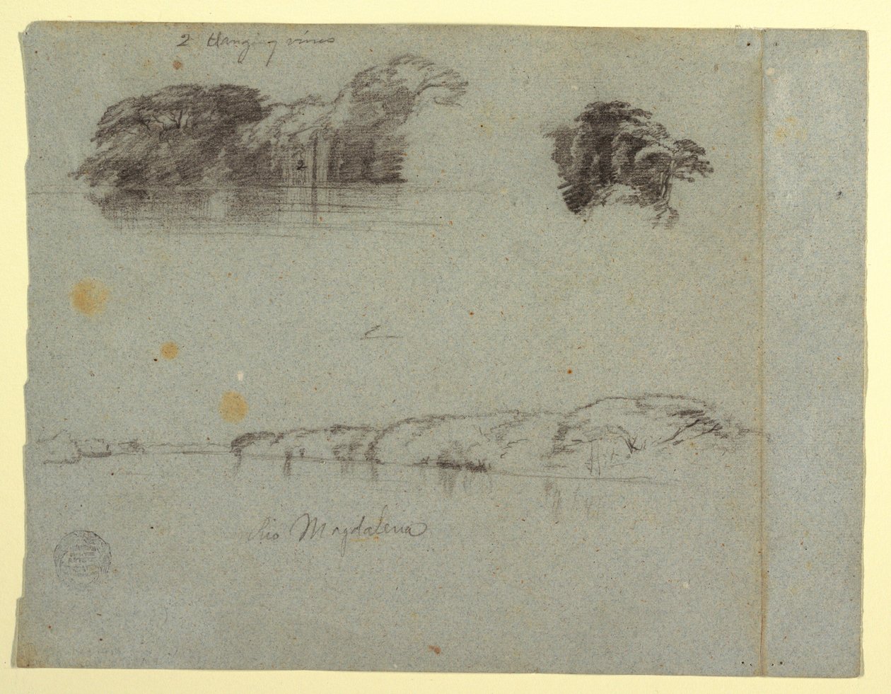 Teckning, Skisser av träd, vinrankor och en bank vid Rio Magdalena, Columbia, 1853, troligen maj av Frederic Edwin Church