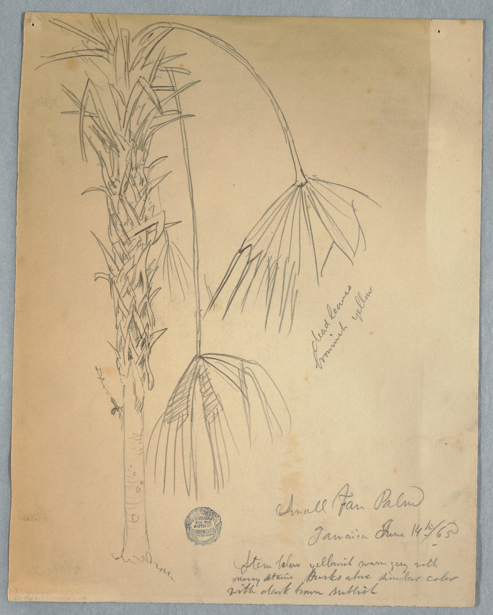 Teckning, liten fläktpalm, Jamaica, 14 juni 1865 av Frederic Edwin Church