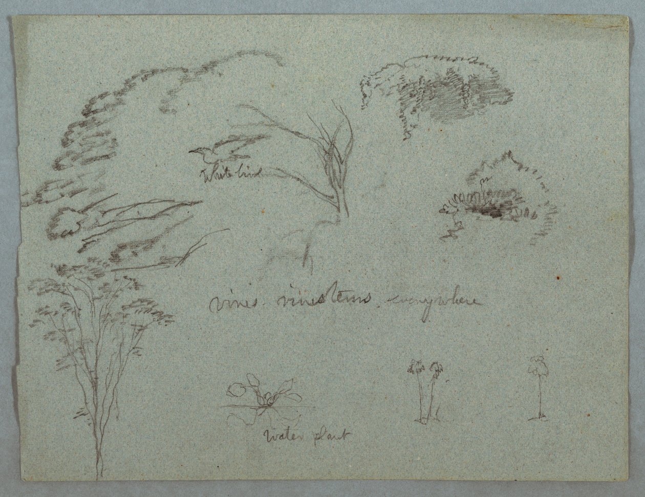 Teckning, Studier från Rio Magdalena, Colombia:  Trädkronor, flygande vit fågel, vinrankor och tre blommande växter, 1853, troligen maj av Frederic Edwin Church