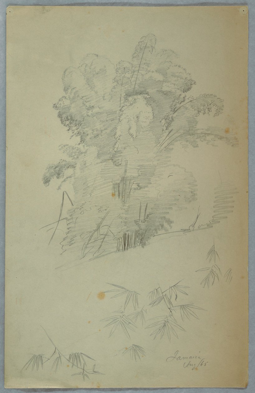 Teckning, Studier av träd och grenar, Jamaica, augusti 1865 av Frederic Edwin Church