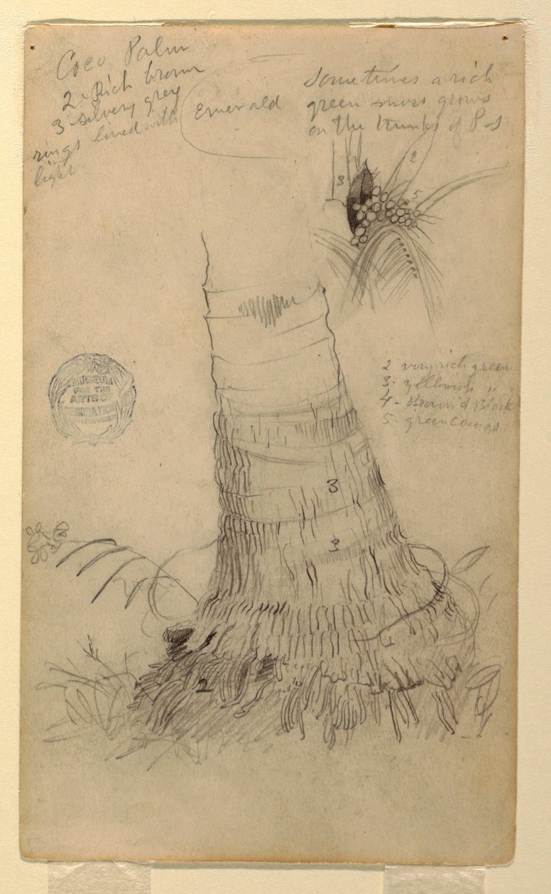 Teckning, Studier av en Coco-palm, maj och juni, 1857 av Frederic Edwin Church