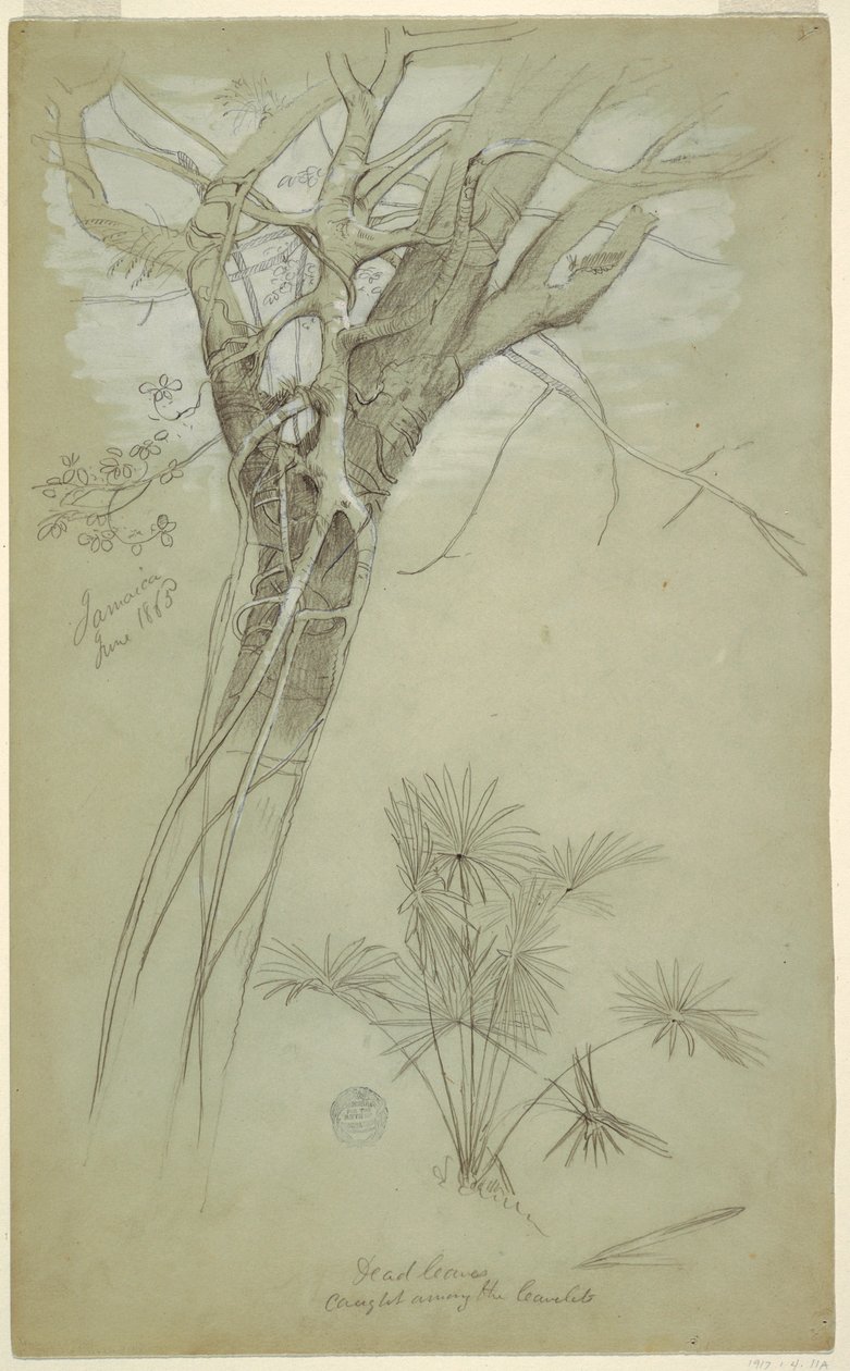 Teckning, studie av trädstam, parasitvin och palmväxt, Jamaica, juni 1865 av Frederic Edwin Church