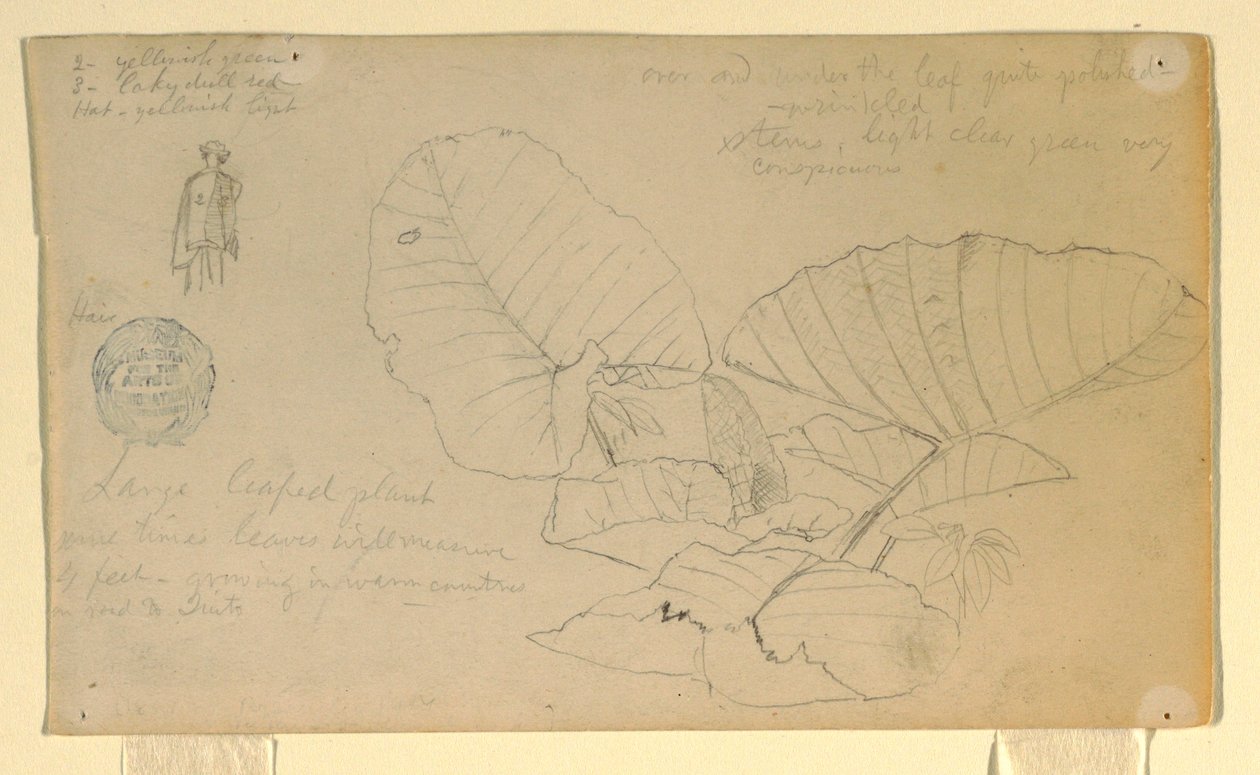 Teckning, Studie av en man; Studie av, möjligen juni 1857 av Frederic Edwin Church