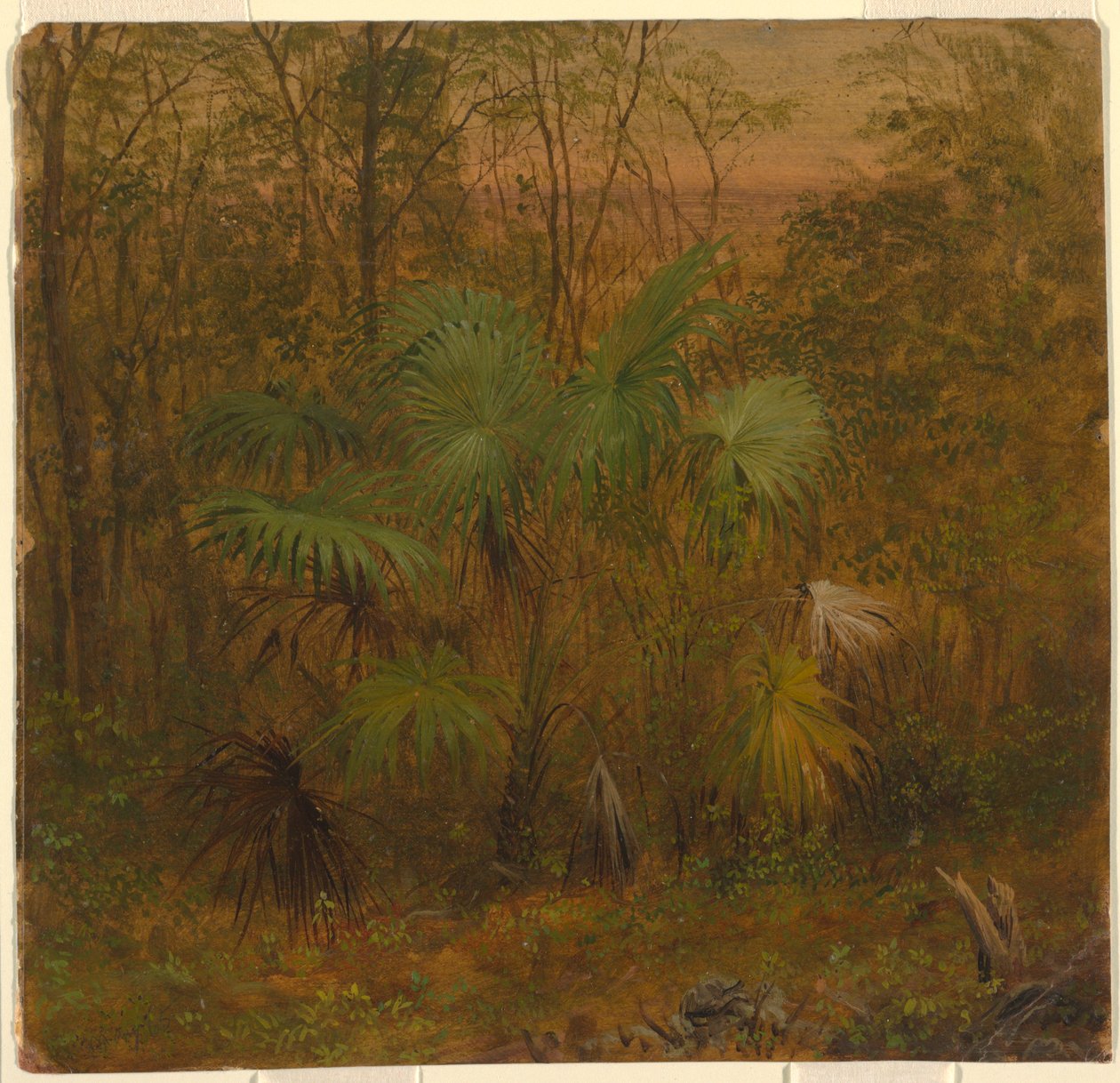 Ritning, Thatch Palm, Jamaica, maj 1865 av Frederic Edwin Church